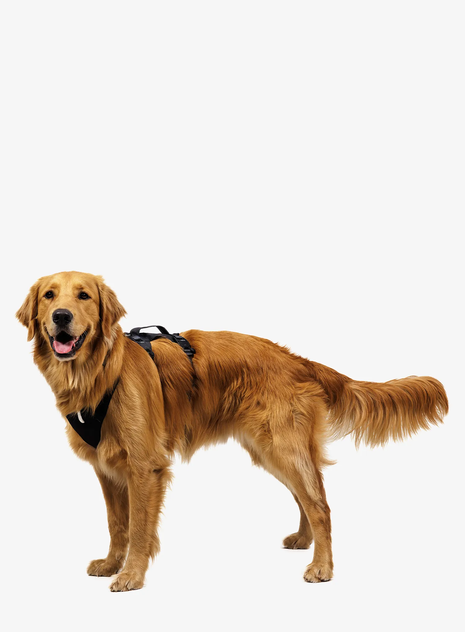 Hundegeschirr Ruffwear Ridgeline Harness - obsidian black