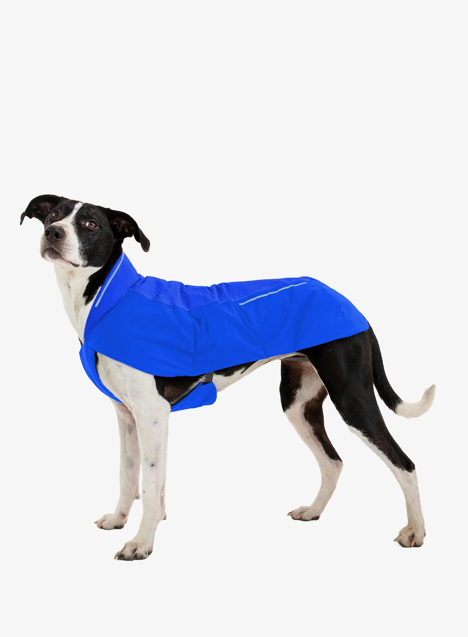 Hundemäntel Ruffwear Vert Jacket - blue pool