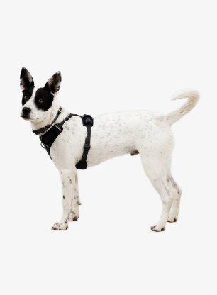 Hundegeschirr Ruffwear Front Range Flex Harness L/XL - basalt gray