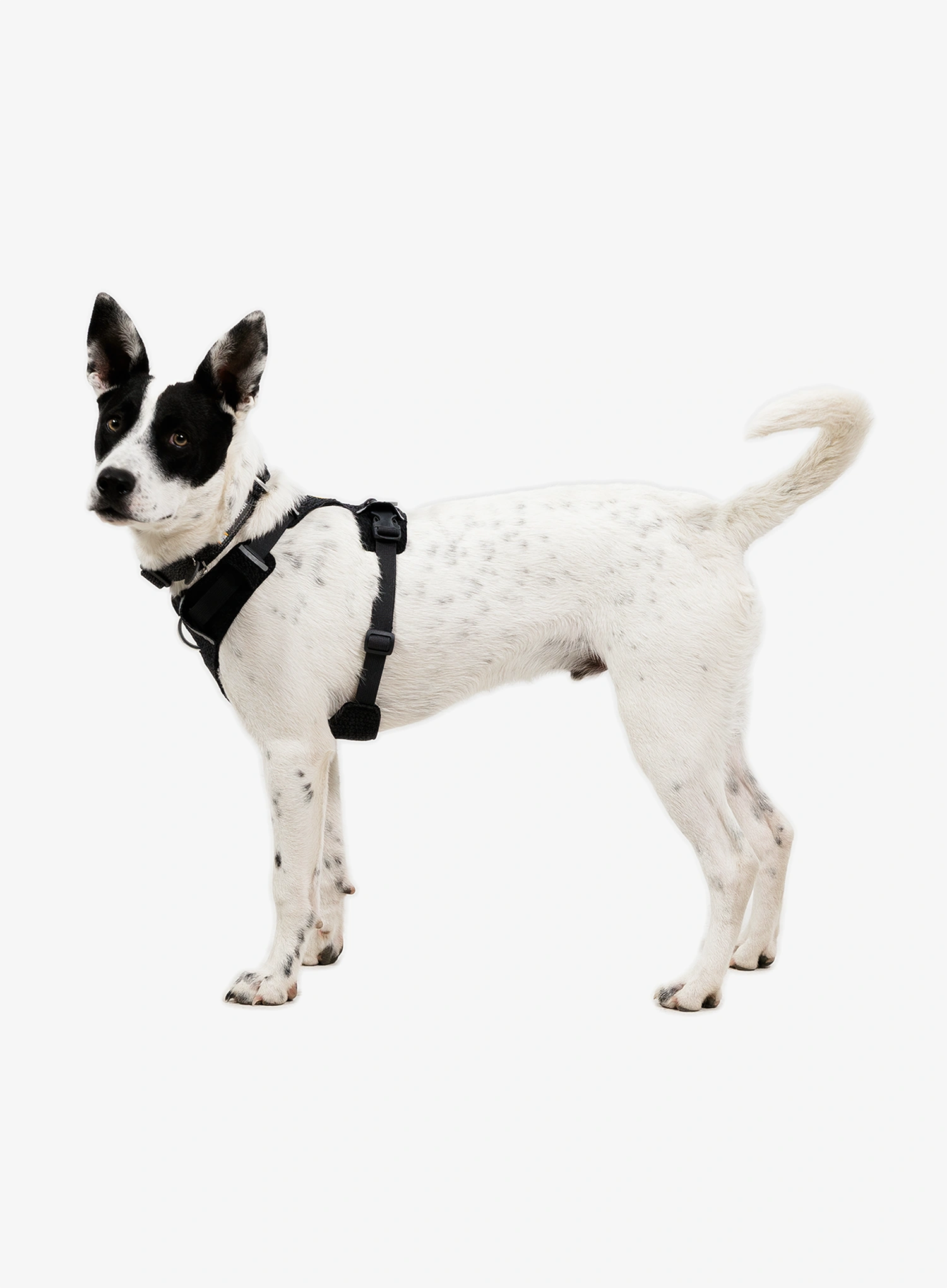 Hundegeschirr Ruffwear Front Range Flex Harness S  - basalt gray