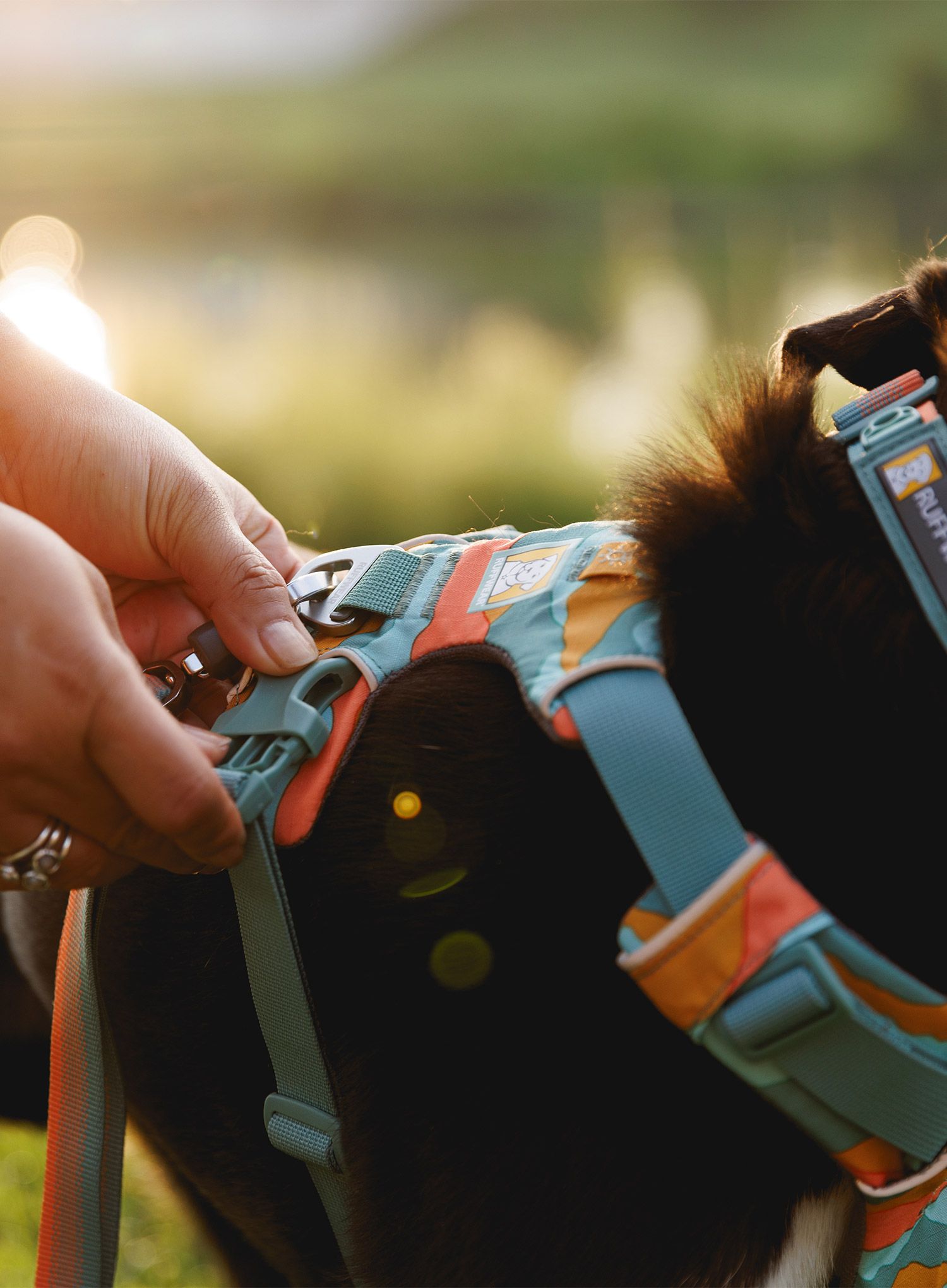 Hundegeschirr Ruffwear Front Range Harness XXS - spring mountains