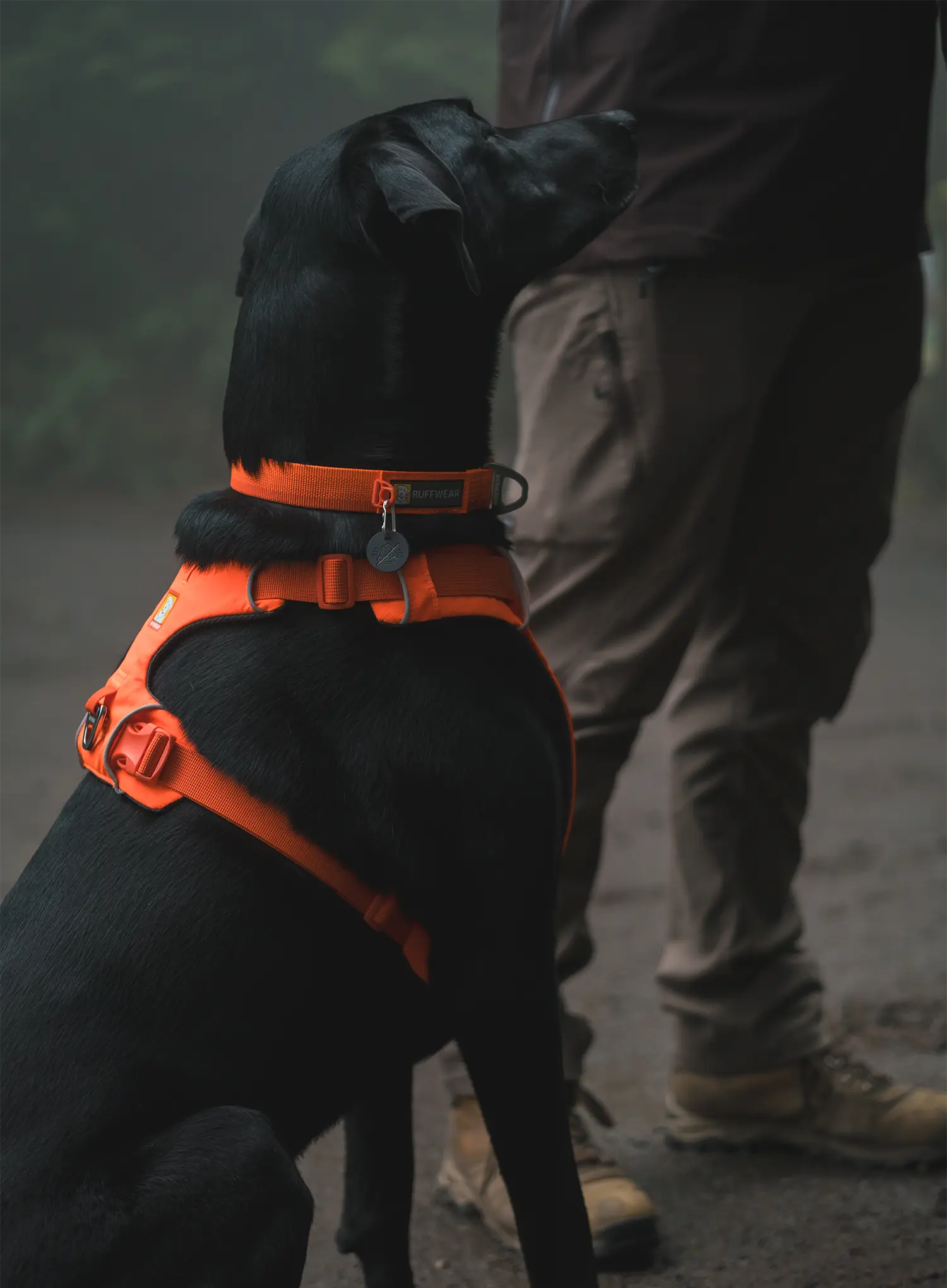 Hundegeschirr Ruffwear Web Master Harness - blaze orange