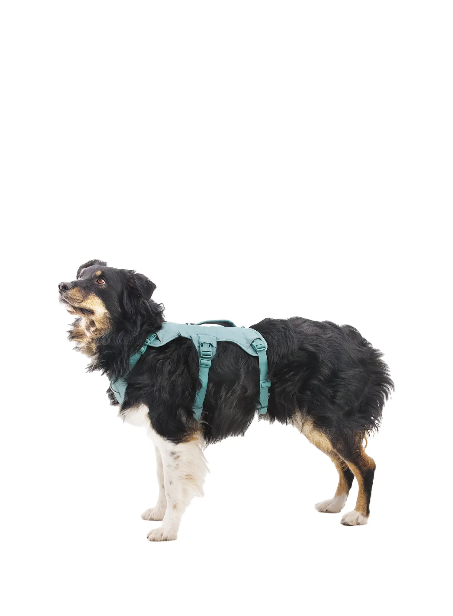 Hundegeschirr Ruffwear Web Master Harness - river rock green